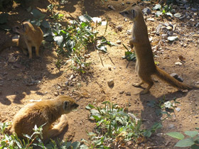 Смотреть фото Жёлтый мангуст Фото Жёлтый мангуст