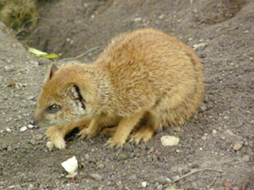 Смотреть фото Жёлтый мангуст Фото Жёлтый мангуст