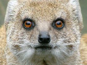 Смотреть фото Жёлтый мангуст Фото Жёлтый мангуст