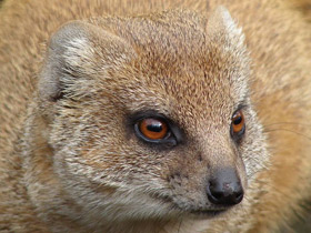 Смотреть фото Жёлтый мангуст Фото Жёлтый мангуст