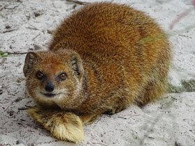 Смотреть фото Жёлтый мангуст Фото Жёлтый мангуст