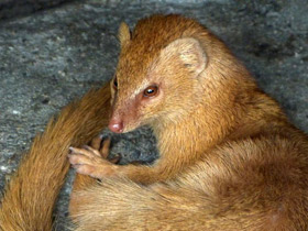 Смотреть фото Стройный мангуст Фото Стройный мангуст