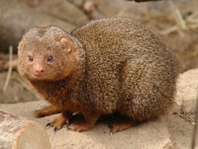 Смотреть фото Карликовый мангуст Фото Карликовый мангуст