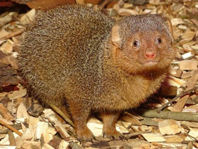 Смотреть фото Карликовый мангуст Фото Карликовый мангуст