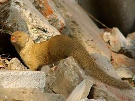 Смотреть фото Малый мангуст Фото Малый мангуст