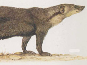 Фото Либерийский мангуст