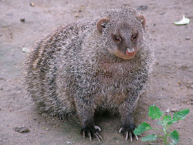 Смотреть фото Полосатый мангуст Фото Полосатый мангуст