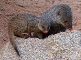 Смотреть фото Полосатый мангуст Фото Полосатый мангуст