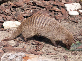 Смотреть фото Полосатый мангуст Фото Полосатый мангуст