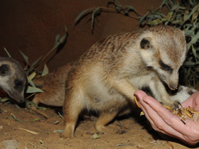 Смотреть фото Сурикаты Фото Сурикаты