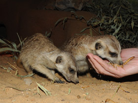 Смотреть фото Сурикаты Фото Сурикаты