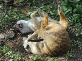 Смотреть фото Сурикаты Фото Сурикаты