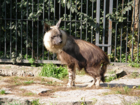 Фото Бурая гиена