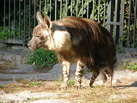 Фото Бурая гиена