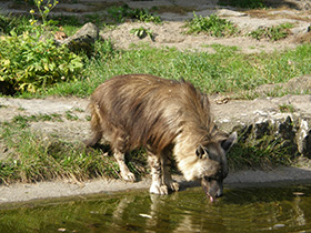 Фото Бурая гиена