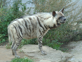 Смотреть фото Самые непохожие Фото Самые непохожие