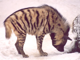 Фото Полосатая гиена