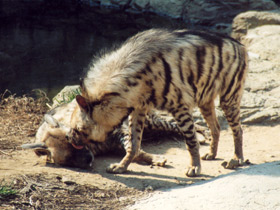 Фото Полосатая гиена