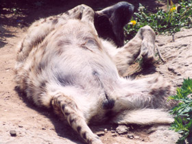 Фото Полосатая гиена