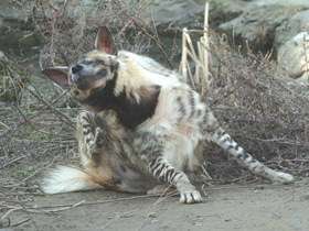 Фото Полосатая гиена