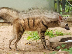 Смотреть фото Земляной волк Фото Земляной волк