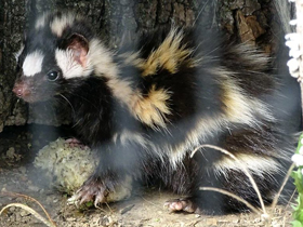 Фото Восточный пятнистый скунс