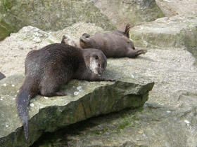 Смотреть фото Азиатская бескоготная выдра Фото Азиатская бескоготная выдра