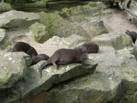 Смотреть фото Азиатская бескоготная выдра Фото Азиатская бескоготная выдра