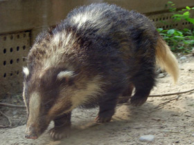 Смотреть фото Теледу Фото Теледу