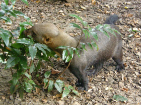 Смотреть фото Тайра Фото Тайра