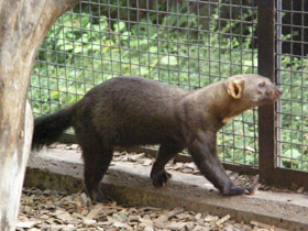 Смотреть фото Тайра Фото Тайра