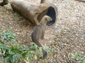 Смотреть фото Тайра Фото Тайра