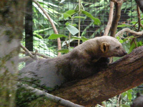 Смотреть фото Тайра Фото Тайра