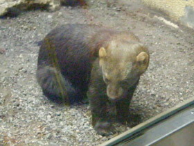 Смотреть фото Тайра Фото Тайра