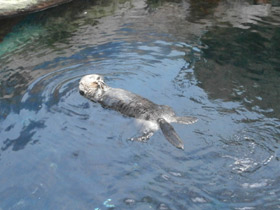 Смотреть фото Калан Фото Калан