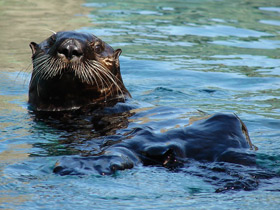 Смотреть фото Калан Фото Калан