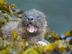 Смотреть фото Кошачья выдра Фото Кошачья выдра