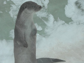 Фото Обыкновенная выдра