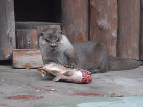 Фото Обыкновенная выдра