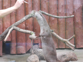 Фото Обыкновенная выдра