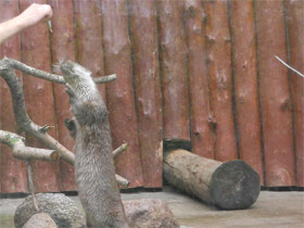 Фото Обыкновенная выдра