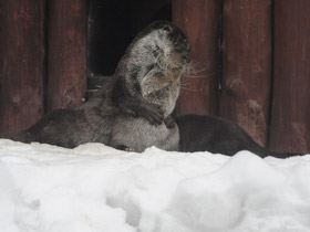 Фото Обыкновенная выдра