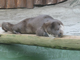 Фото Обыкновенная выдра