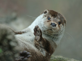 Обыкновенная выдра Обыкновенная выдра