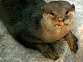 Смотреть фото Гладкошерстная выдра Фото Гладкошерстная выдра