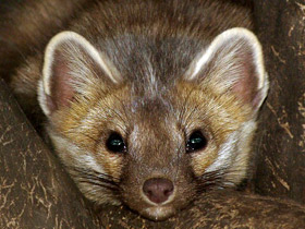 Смотреть фото Соболь Фото Соболь