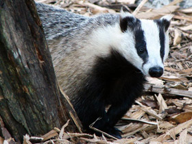 Смотреть фото Самая долгая беременность у животных Фото Самая долгая беременность у животных