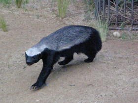 Фото Медоед