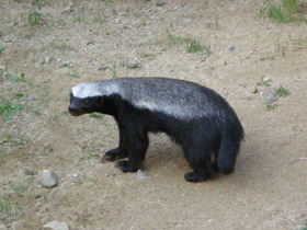 Фото Медоед