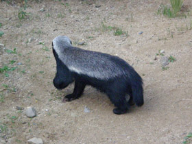 Фото Медоед